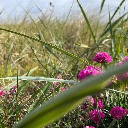 Strandteufel * Хёрнум